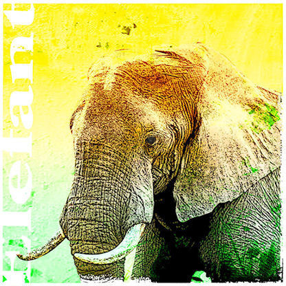 Tierbild: Elefant 100x100 Alu & Leinwand