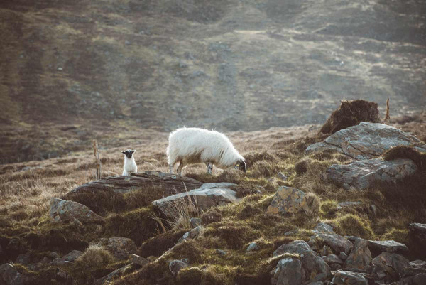 Fotografie: Sheeps Rock II 100x70