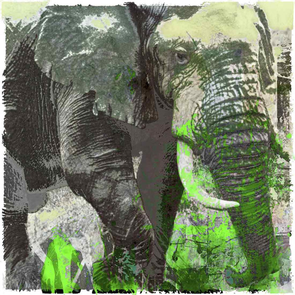 Tierbild Elephantus 100x100 Alu & Leinwand