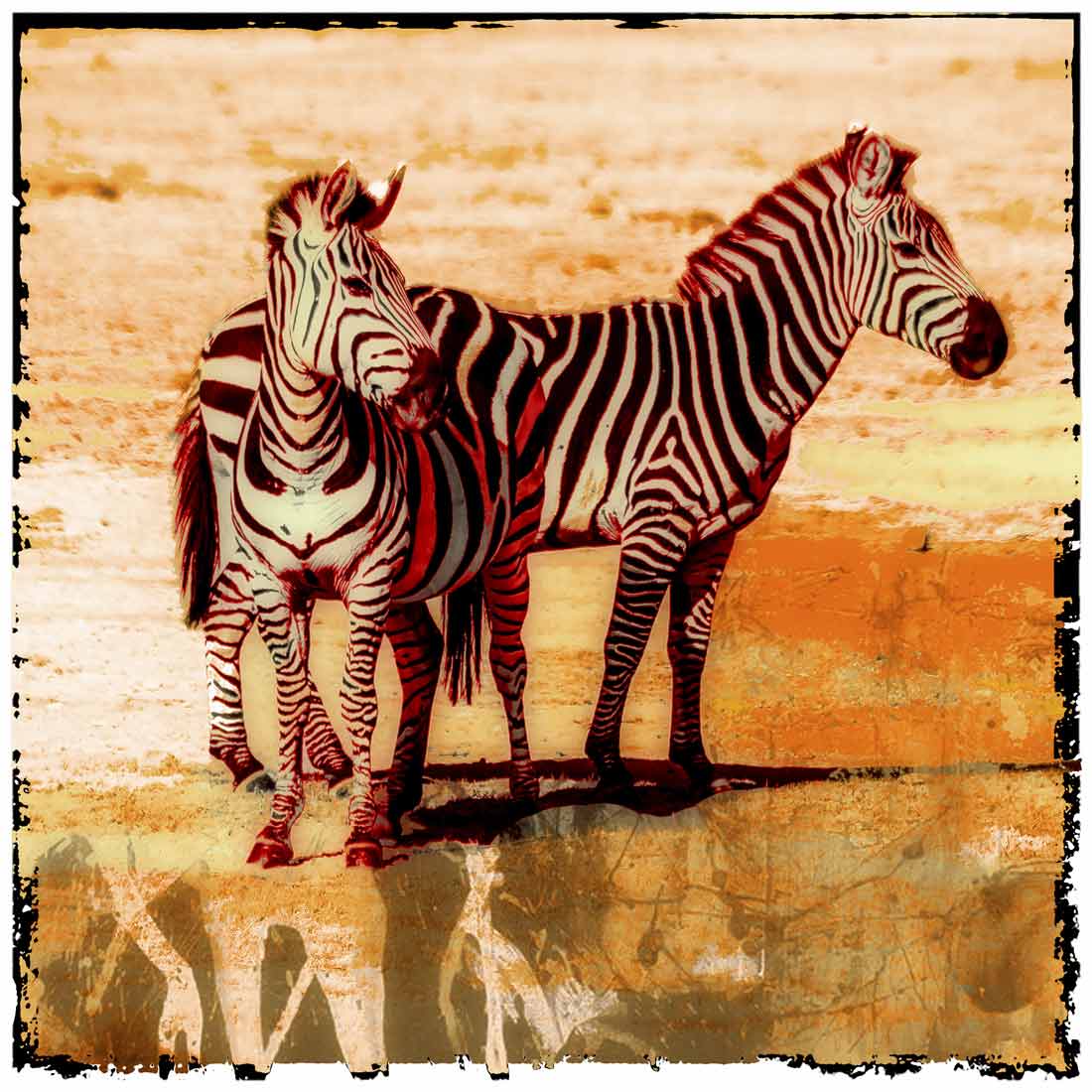 Tierbild mit Zebras